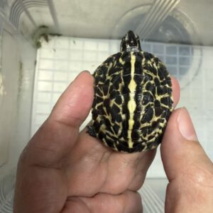 フロリダハコガメ26CB