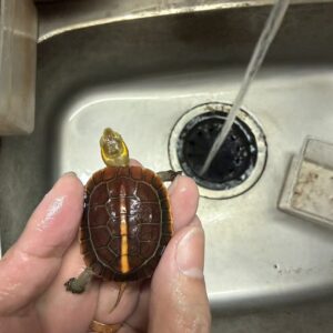 20260912_本物の安徽セマルハコガメ①