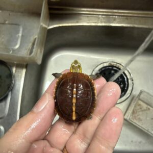 20260912_本物の安徽セマルハコガメ③